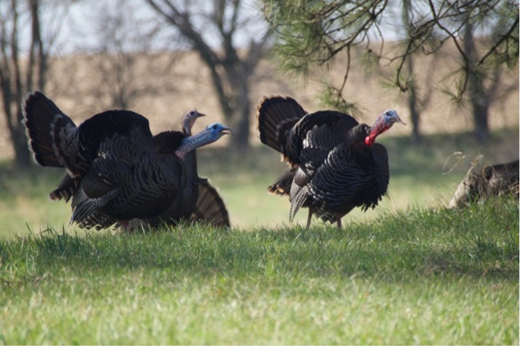 TIDBITS ON TURKEYS and THANKSGIVING