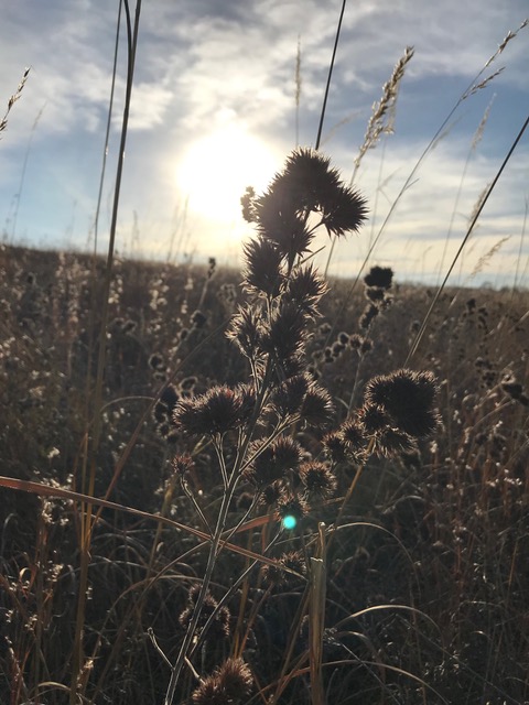 Architecture of Fall Prairie Plants